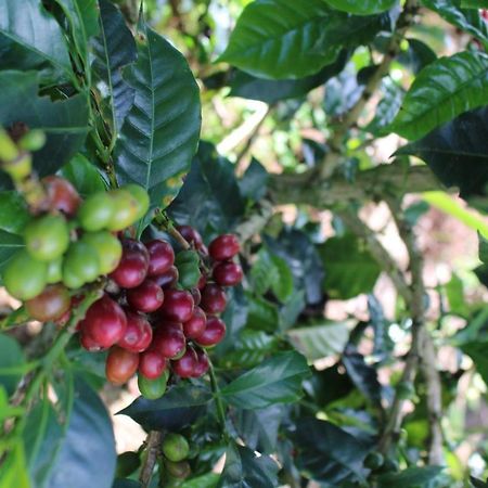 Finca Cafetera El Coral ハルディン エクステリア 写真
